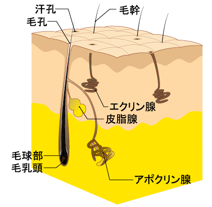 �킫��/������/���[�U�[����/�{�g�b�N�X����